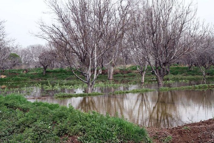 ۵۰ مورد بندکشی در باغستان قزوین به انجام رسیده است