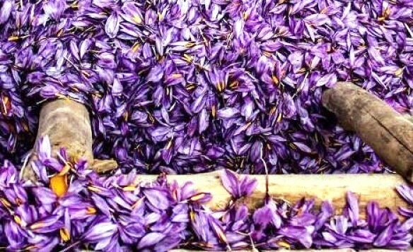 117,5 tons saffron exported from Khorasan Razavi