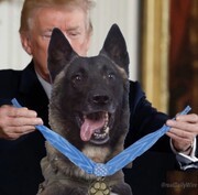 ترامپ یک سگ را نماد قهرمانی آمریکا معرفی کرد