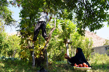 فصل انار در روستای نوایگان داراب