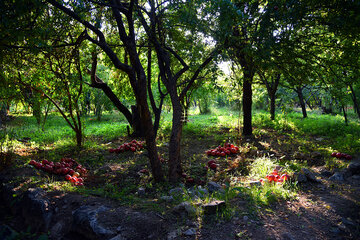 فصل انار در روستای نوایگان داراب