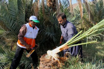 دومین جشنواره نخل و آفتاب در خور و بیابانک