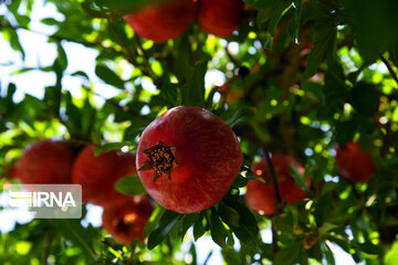 Harvest of pomegranate in south of Iran