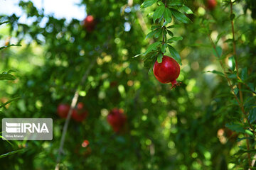 Harvest of pomegranate in south of Iran