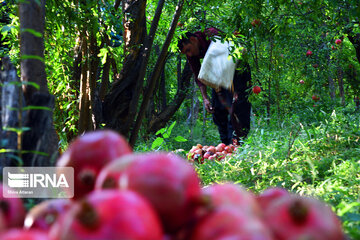 Harvest of pomegranate in south of Iran