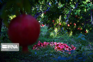 Harvest of pomegranate in south of Iran