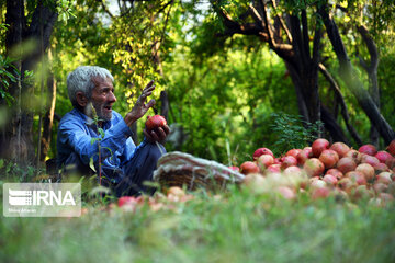 Harvest of pomegranate in south of Iran