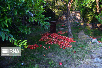 Harvest of pomegranate in south of Iran