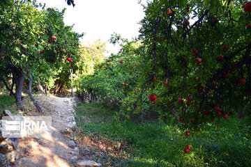 Harvest of pomegranate in south of Iran