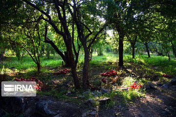 Harvest of pomegranate in south of Iran