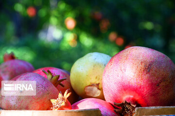 Harvest of pomegranate in south of Iran