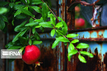 Harvest of pomegranate in south of Iran