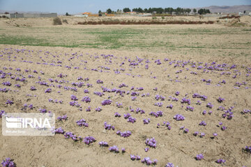 Thanksgiving celebration of saffron and barberry harvest