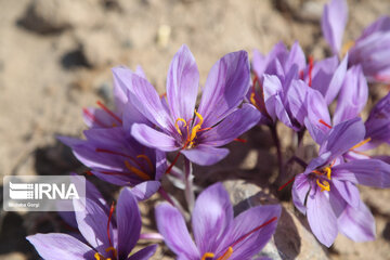 Thanksgiving celebration of saffron and barberry harvest