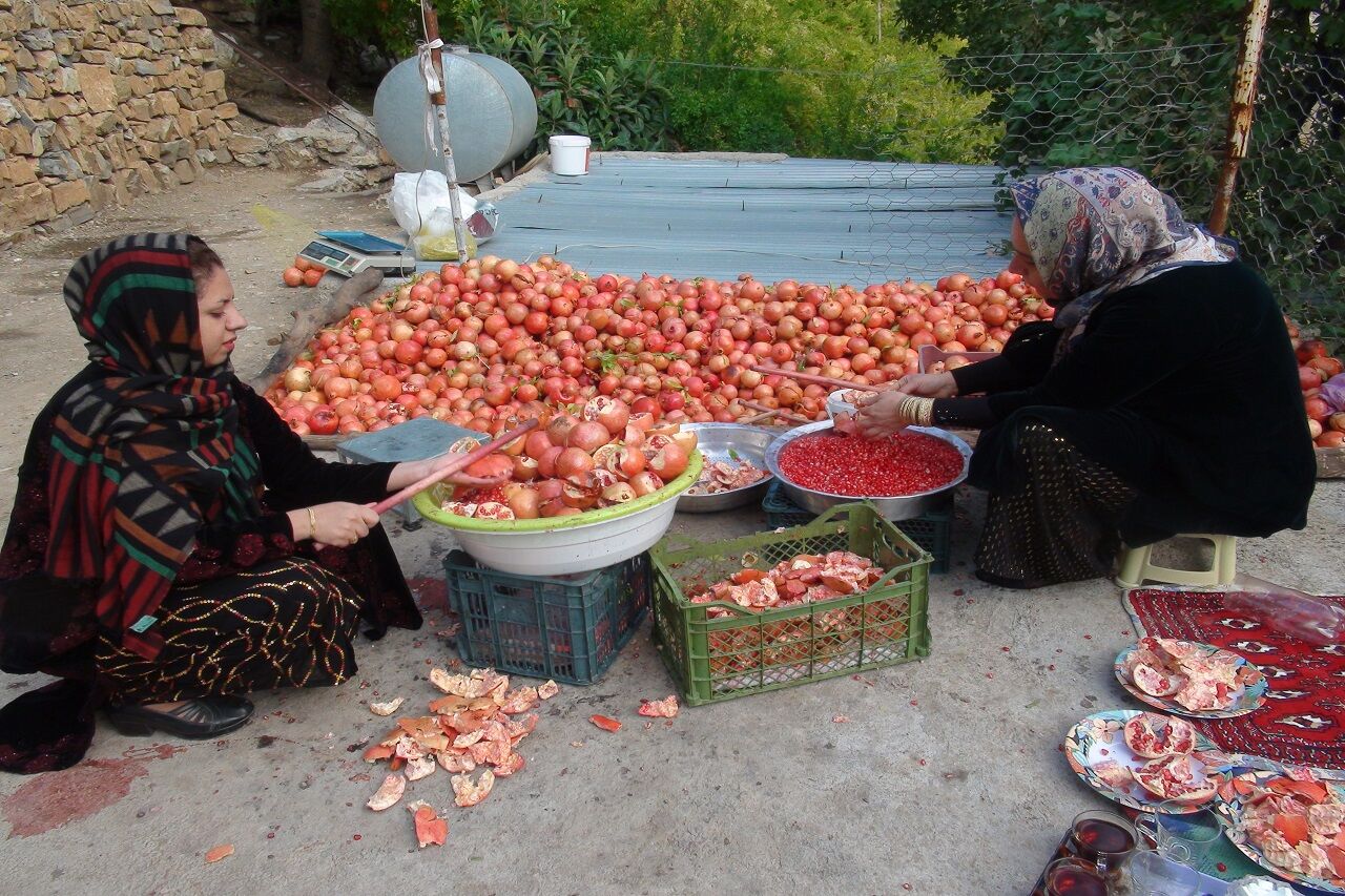 بیش از ۶ هزار تن انار در کرمانشاه برداشت می‌شود