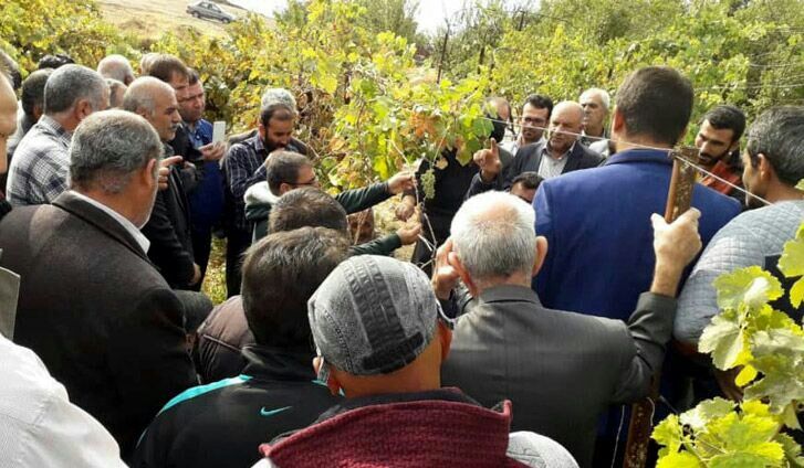 اصول باغداری نوین در راه شهر جهانی انگور