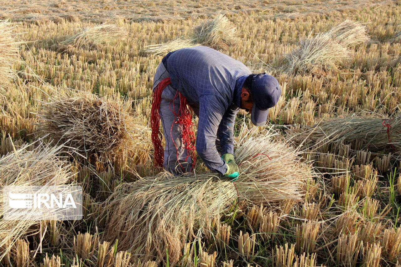 خرید توافقی شلتوک از شالی‌کاران خوزستانی پایان یافت