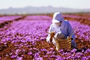 Saffron farms on northeast Iran; a new destination for agri-tourism 