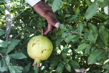 روستای گردشگری کوهشاه