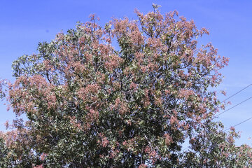 روستای گردشگری کوهشاه