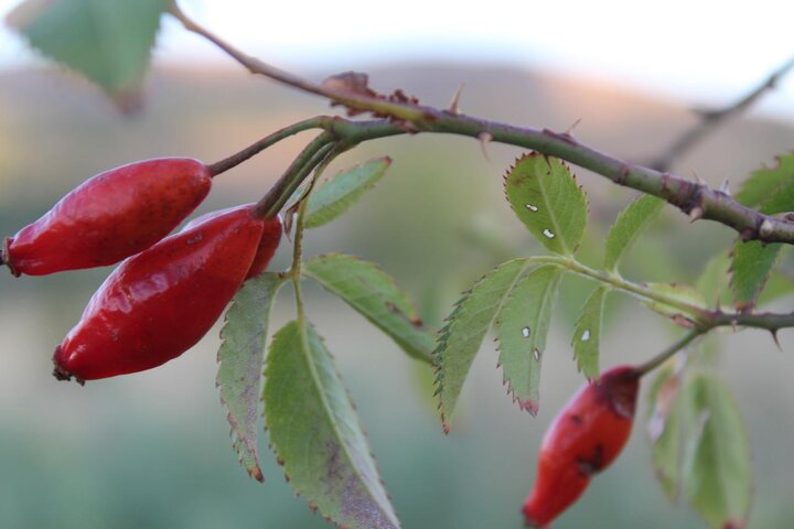 اردبیل - ایرنا- پاییز این روزها با میوه‌های متنوع و رنگارنگ خود چشم‌انداز...