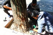 یک‌هزار اصله درخت در شهرکرد توموگرافی شد