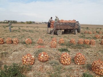 بیش از ۱۰ هزارتن پیاز در میامی تولید می شود