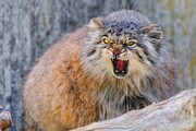 گربه پالاس گونه‌ای در خطر انقراض یا کمیاب؟