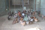 ۱۰۰ هزار قطعه پرنده بومی در ساوه علیه نیوکاسل واکسینه شد