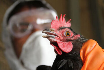 وجود یکی از چهار کانون آنفلوآنزای پرندگان کشور در سمنان هشدار جدی است