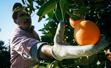 ۶۰ درصد میوه پرتقال از باغ‌های مرکبات مازندران برداشت شد