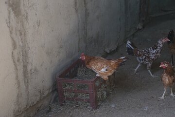 پایش حیوانات خانگی روستای پاتل ایسین توسط دامپزشکی هرمزگان