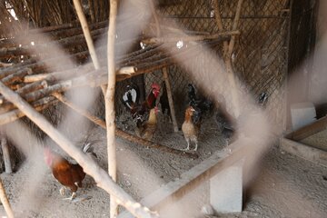 پایش حیوانات خانگی روستای پاتل ایسین توسط دامپزشکی هرمزگان