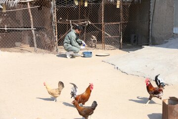 پایش حیوانات خانگی روستای پاتل ایسین توسط دامپزشکی هرمزگان