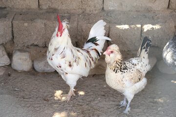 پایش حیوانات خانگی روستای پاتل ایسین توسط دامپزشکی هرمزگان