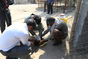 پایش حیوانات خانگی روستای پاتل ایسین توسط دامپزشکی هرمزگان