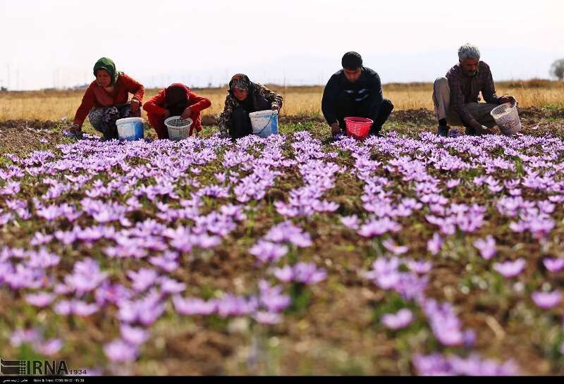 ۸۰۰ کیلوگرم زعفران در چهارمحال و بختیاری برداشت شد