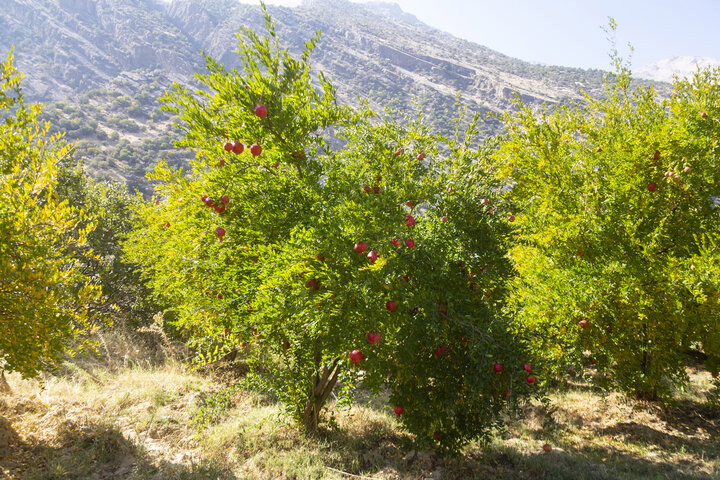 چیدین انار گردشگری در باغستان مشایخ چهارمحال و بختیاری 