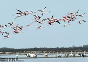 پرندگان مهاجر به خلیج گرگان و جزیره آشوراده رسیدند