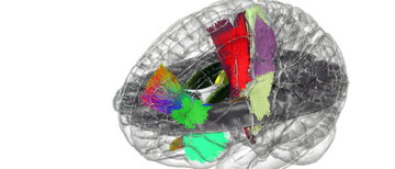 ساخت اولین اطلس هولوگرافیک مغز