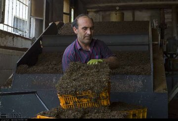 تولید ۴۹۳ تن انواع چای خشک در گیلان 