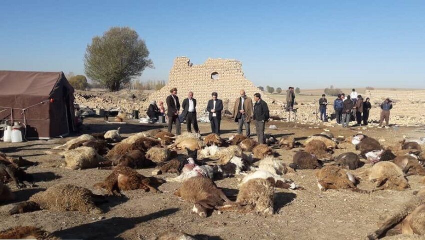 ۱۳۵۰ دام سبک و سنگین در زلزله آذربایجان‌شرقی تلف شد