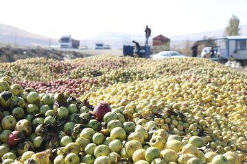 دپوی سیب زیردرختی در مهاباد