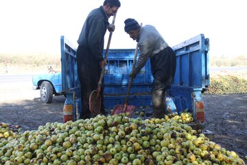 دپوی سیب زیردرختی در مهاباد