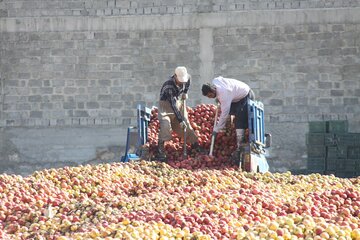 دپوی سیب زیردرختی در مهاباد