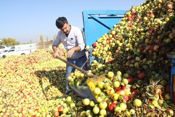 دپوی سیب زیردرختی در مهاباد