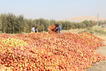 دپوی سیب زیردرختی در مهاباد