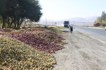 دپوی سیب زیردرختی در مهاباد