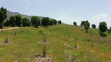 طرح بوم‌سازگان زاگرس در کردستان آغاز شد