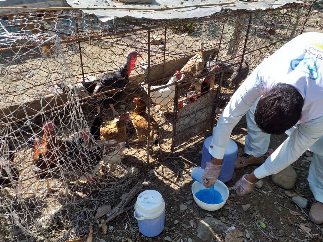 ۷۷۰ هزار قطعه طیور آذربایجان‌غربی در برابر نیوکاسل ایمن‌سازی شدند